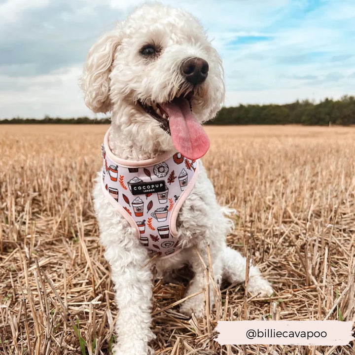 A fluffy white dog with a curly coat sits in a field of dry grass, happily wearing an Autumn Puppuccino Adjustable Neck Harness from Cocopup London. The sky above is slightly cloudy. An Instagram handle "@billiecavapoo" is featured at the bottom, showcasing the bundle that includes a harness, lead, and collar with various designs for added dog safety.