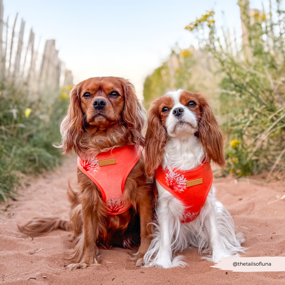 Luxe Velvet Adjustable Neck HARNESS- Coral Core