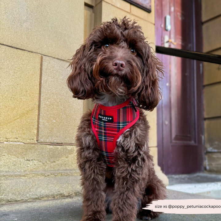 Tartan Adjustable Neck Harness