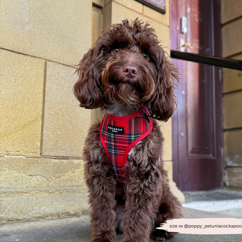 Tartan Adjustable Neck Harness, Lead & Collar Bundle