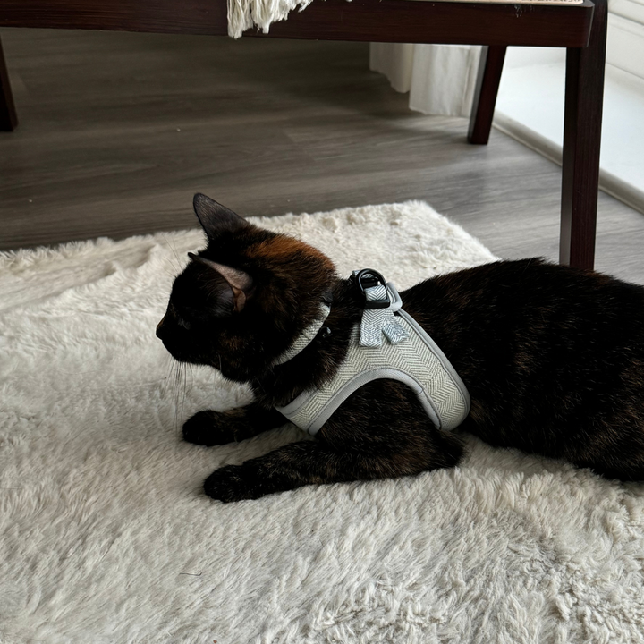 Cat Harness, Lead and Collar Bundle - Sage Tweed