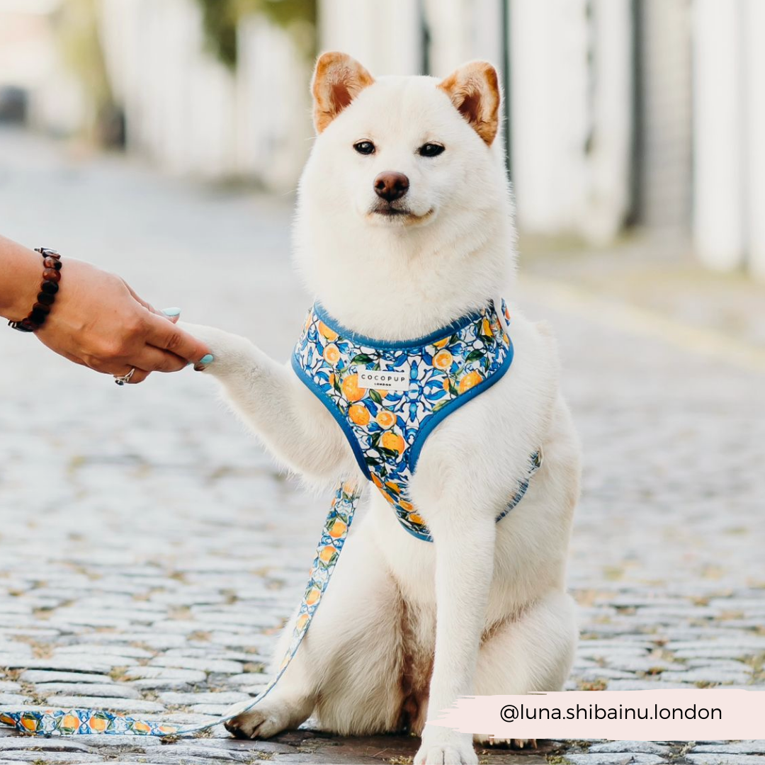 Amalfi Lemon Adjustable Neck Harness