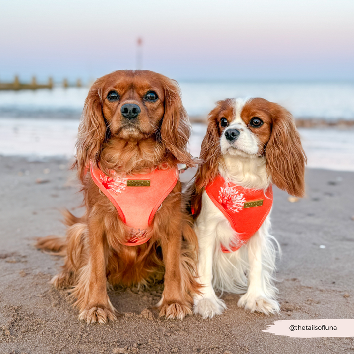Luxe Velvet Adjustable Neck HARNESS- Coral Core