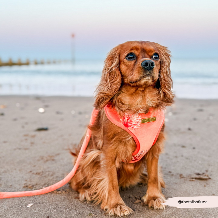 Luxe Velvet Adjustable Neck HARNESS- Coral Core