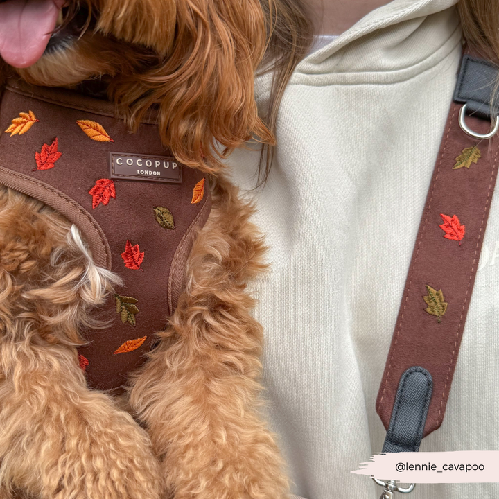 Pawtumn Leaves Adjustable Neck HARNESS