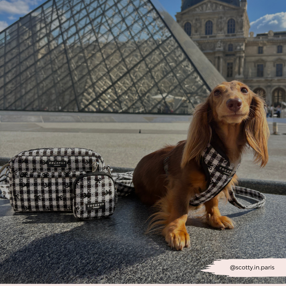 Pup in Paris Adjustable Neck HARNESS