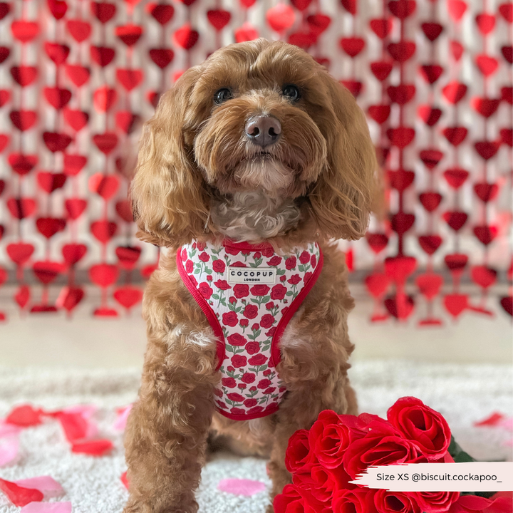 Barkquet of Roses Adjustable Neck Harness