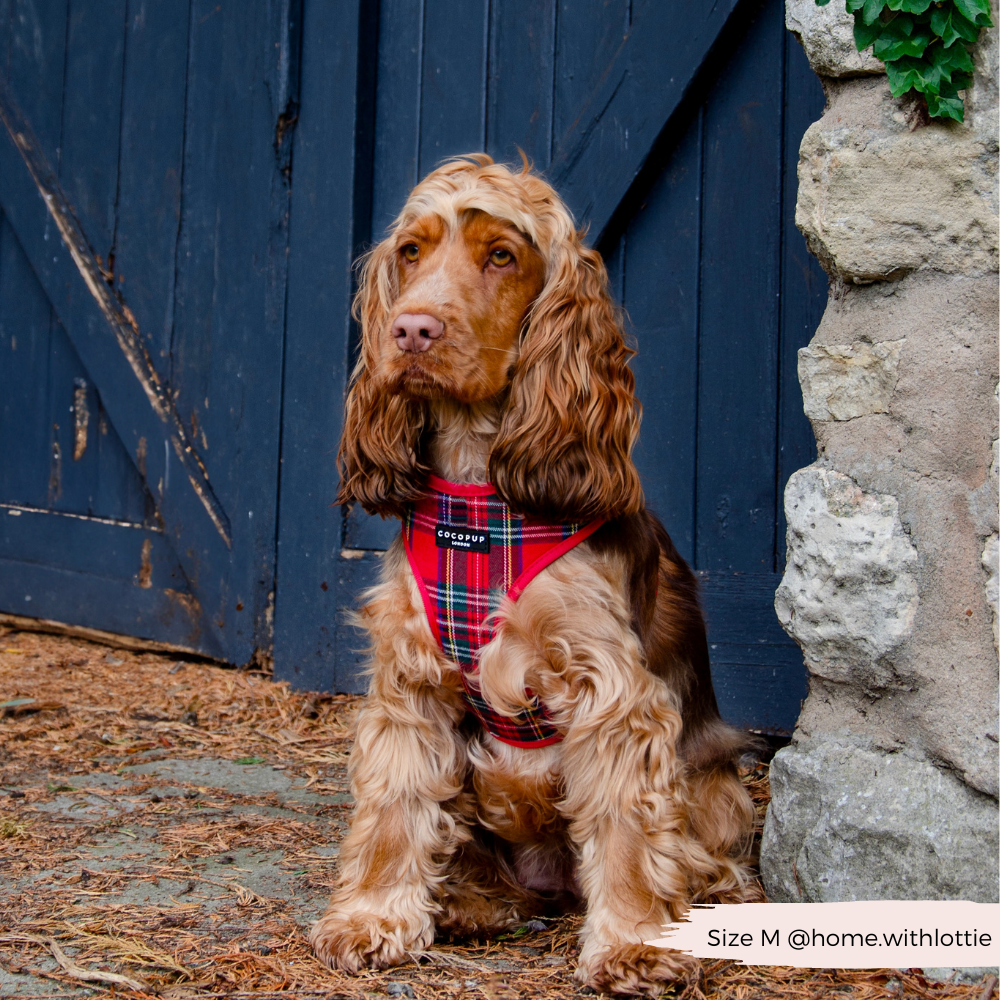 Tartan Adjustable Neck Harness, Lead & Collar Bundle