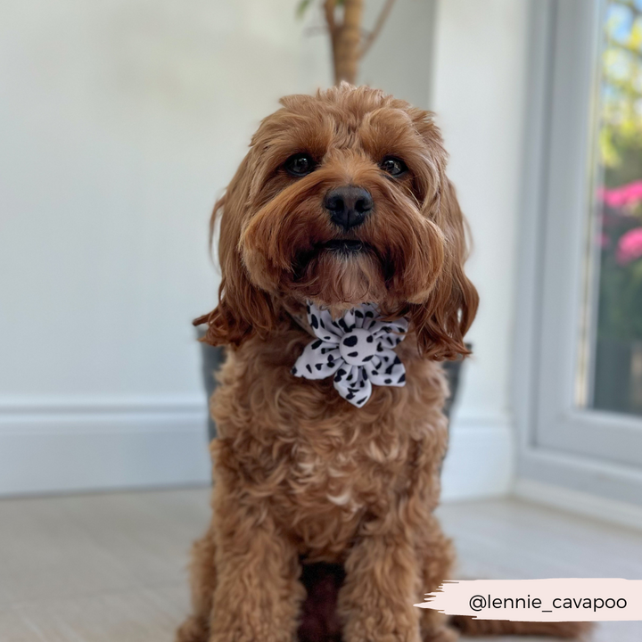 Monochrome Spots Collar Flower