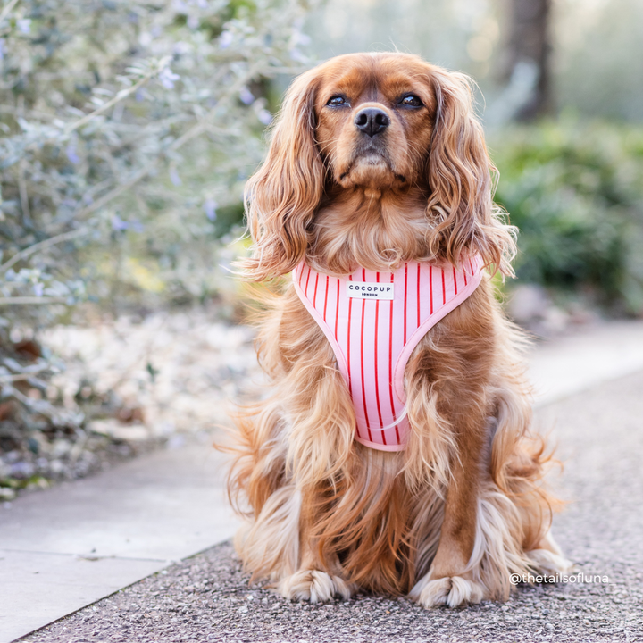 Candy Stripe Adjustable Neck HARNESS