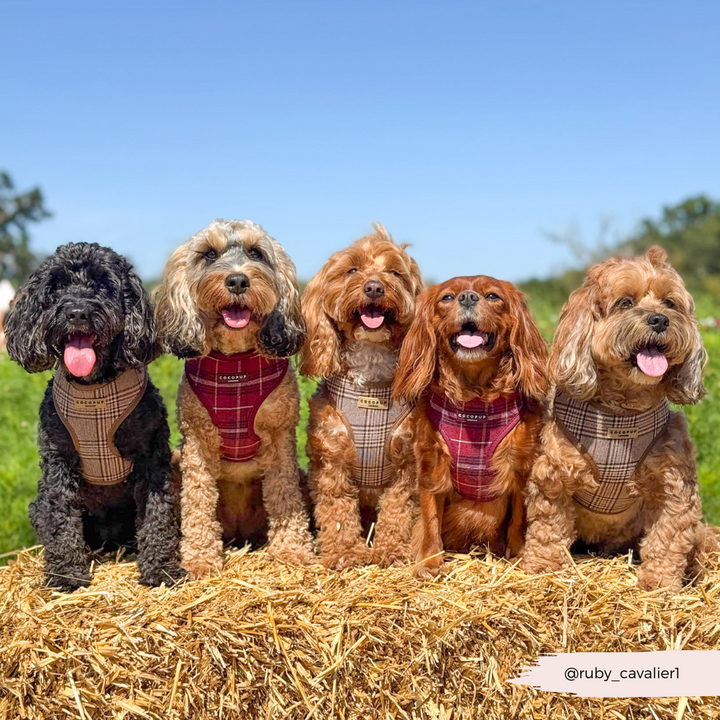 Mulberry Plaid Adjustable Neck Harness, Lead & Collar Bundle