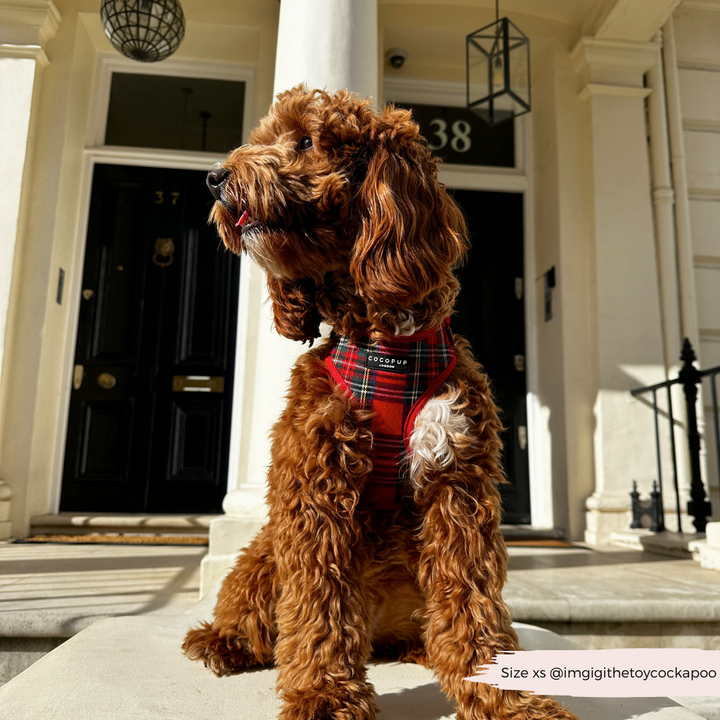 Tartan Adjustable Neck Harness, Lead & Collar Bundle