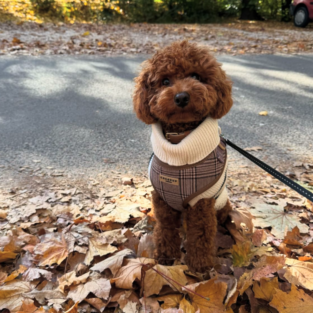 Pup Plaid Adjustable Neck Harness