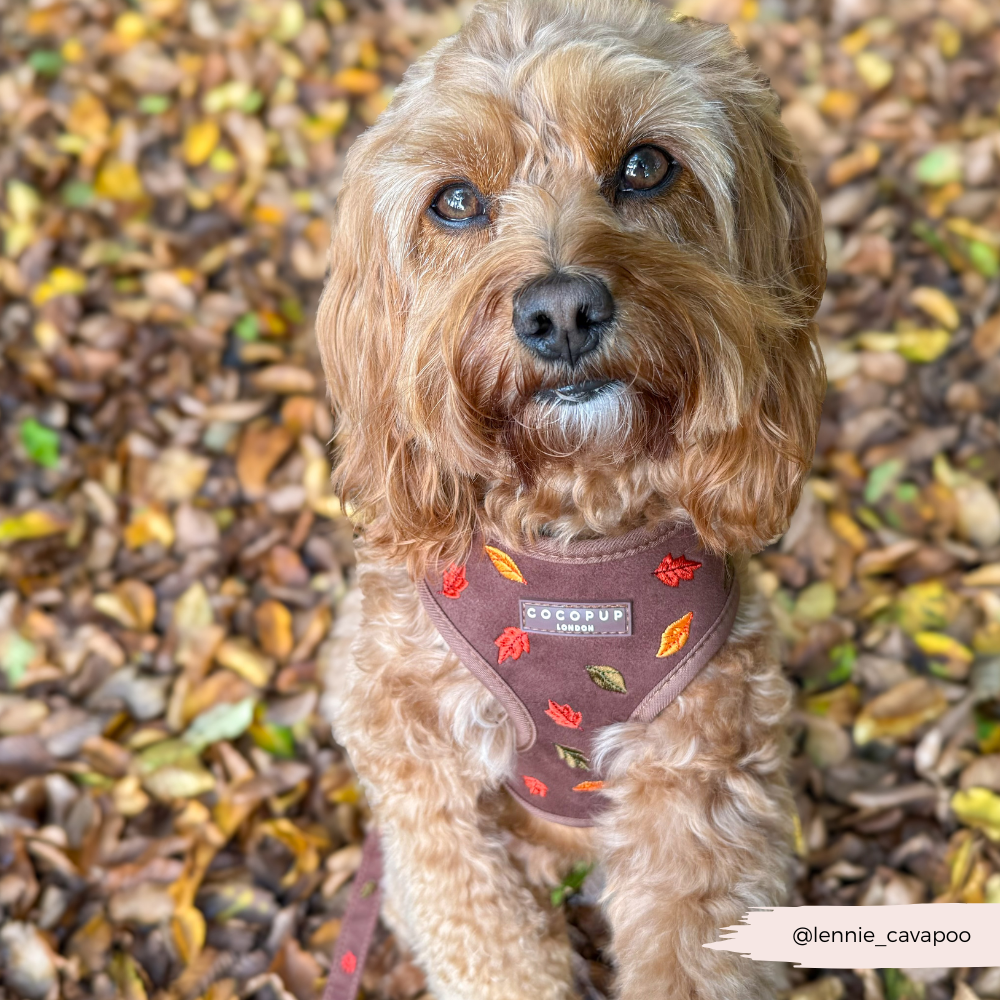 Pawtumn Leaves Adjustable Neck HARNESS