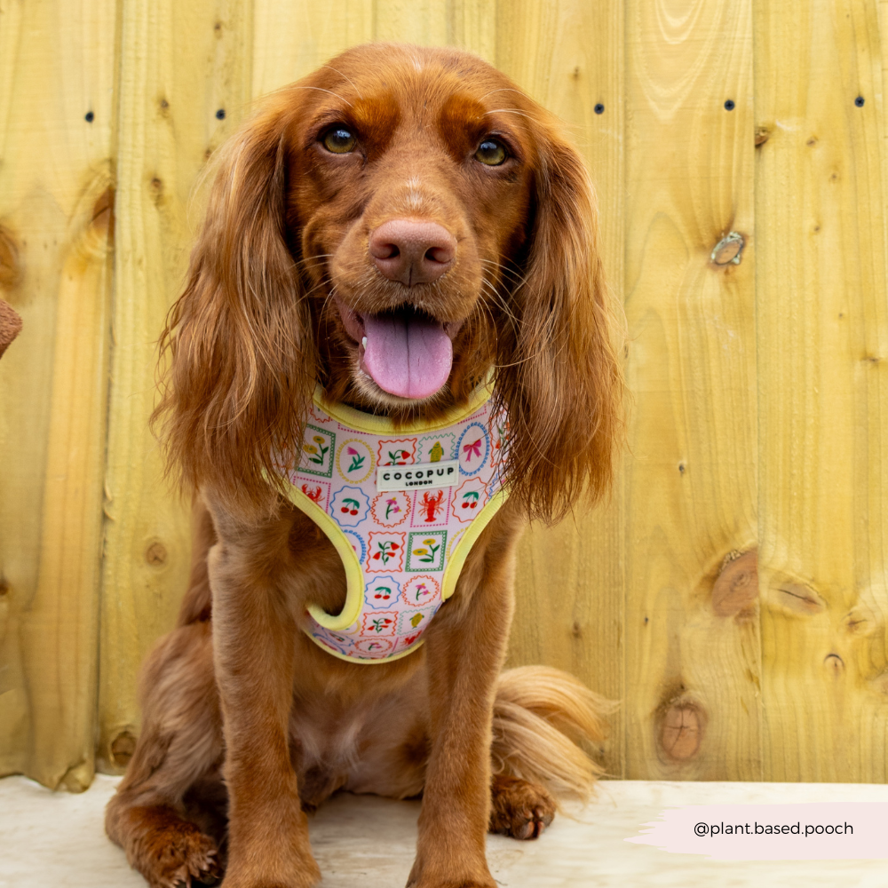 Dolce Vita Adjustable Neck HARNESS