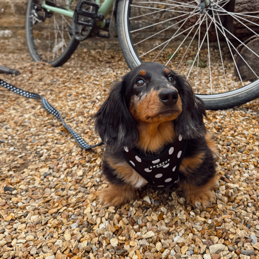 Satin Polka Dot Adjustable Neck Harness, Lead & Collar Bundle