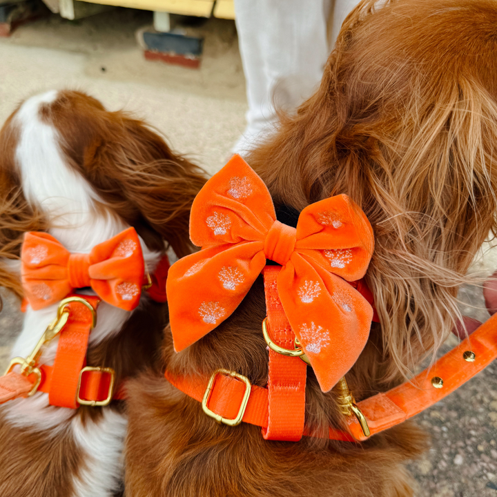 Luxe Velvet Bow Tie - Coral Core