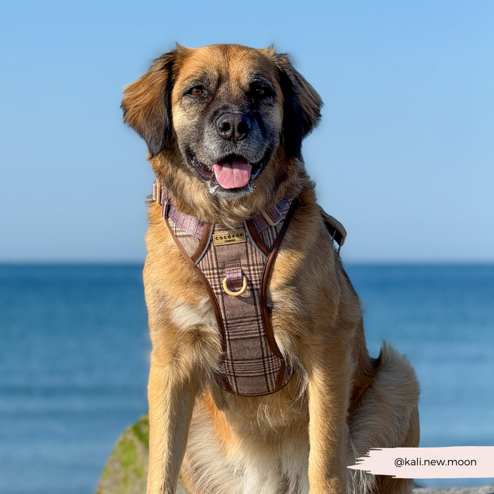 Explore Harness - Pup Plaid
