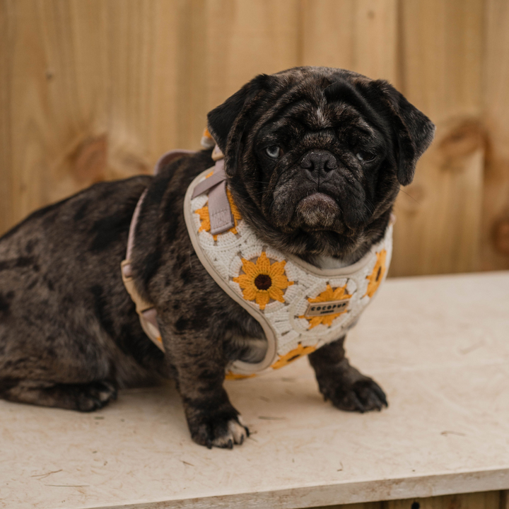 A small, dark brindle pug wearing Cocopup London’s Sunflower Patch Adjustable Neck Harness, Lead & Collar Bundle sits on a wooden surface in front of a wooden fence. The dog's expression is calm and slightly serious, as if ready for leisurely dog walks.