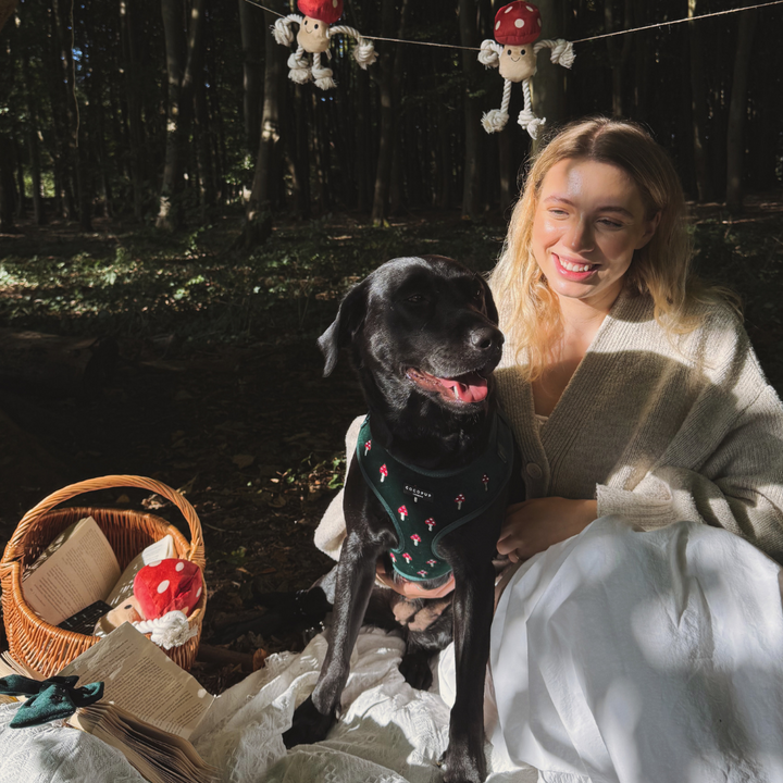 Toadstool Trails Adjustable Neck Harness, Lead & Collar Bundle