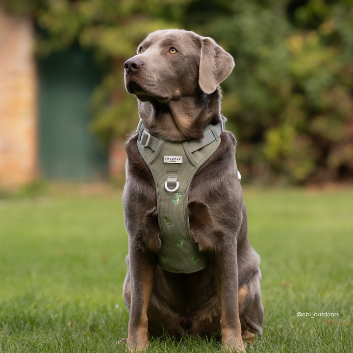 A dog wearing an olive green harness with small dinosaur graphics and white plastic buckles, outdoors on grass.