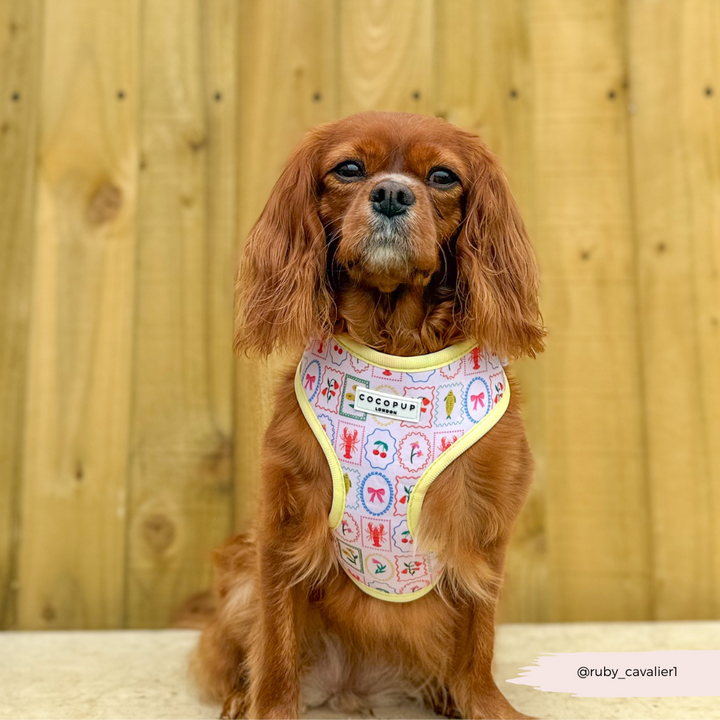 Dolce Vita Adjustable Neck HARNESS