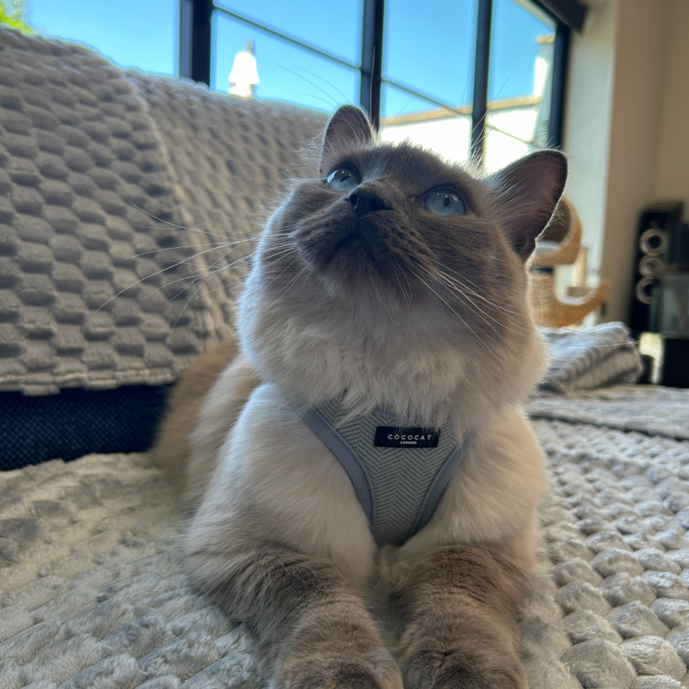 Cat Harness - Sage Tweed