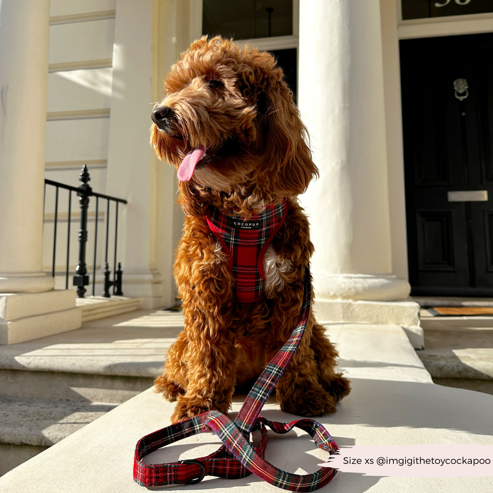 Tartan Adjustable Neck Harness