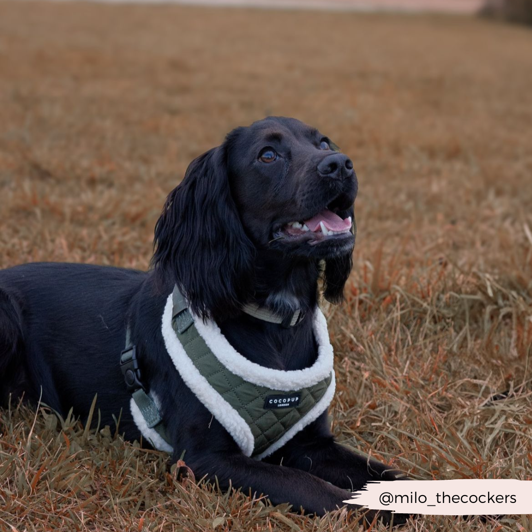 Khaki Quilted Adjustable Neck Harness, Lead & Collar Bundle