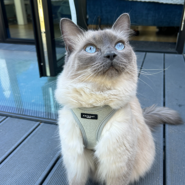 Cat Harness - Sage Tweed