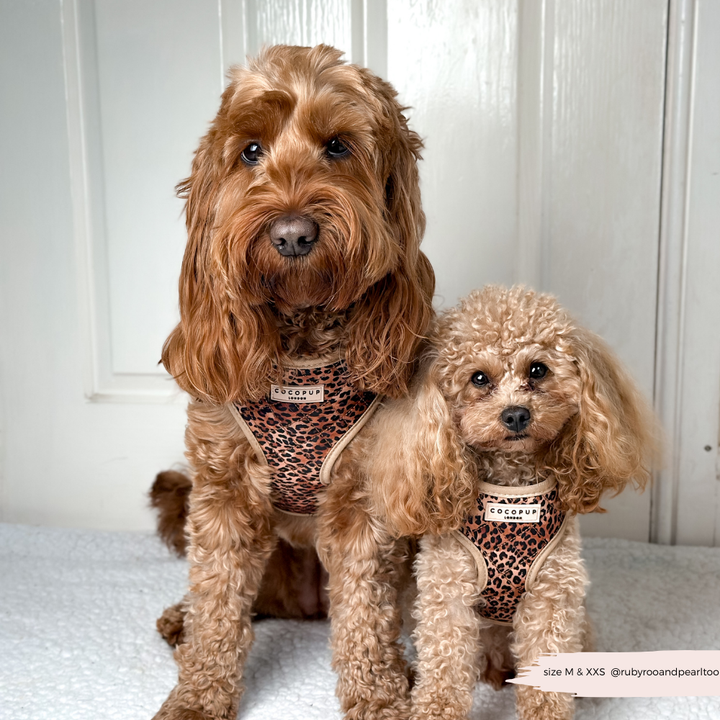 Quilted Leopard Pup Adjustable Neck Harness, Lead & Collar Bundle