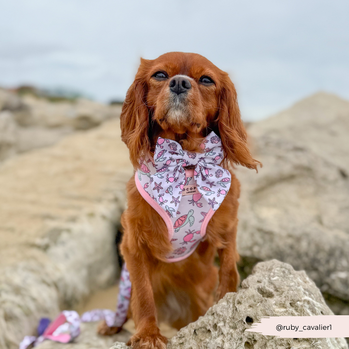 Pawcific Pink Reef Adjustable Neck HARNESS
