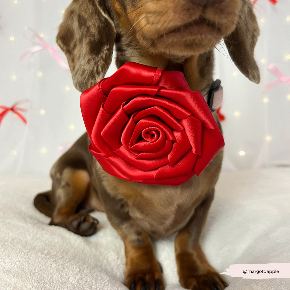 Red Rose Collar Flower