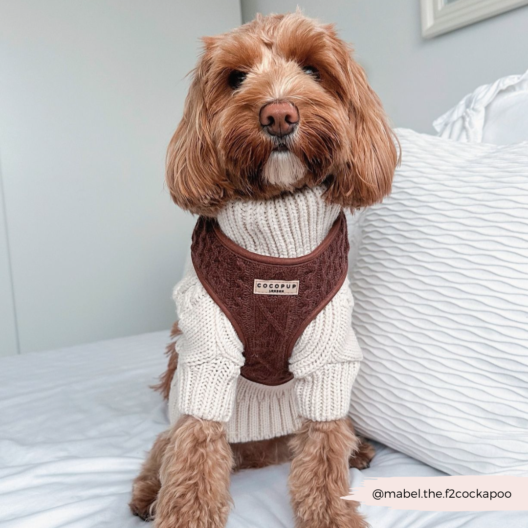 Cable Knit Jumper Adjustable Neck Harness - Hot Coco