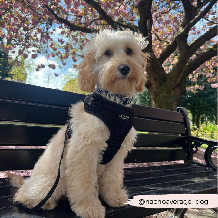 A dog, sporting the Teddy Baloo Adjustable Neck Harness from Cocopup London, sits comfortably on a bench.