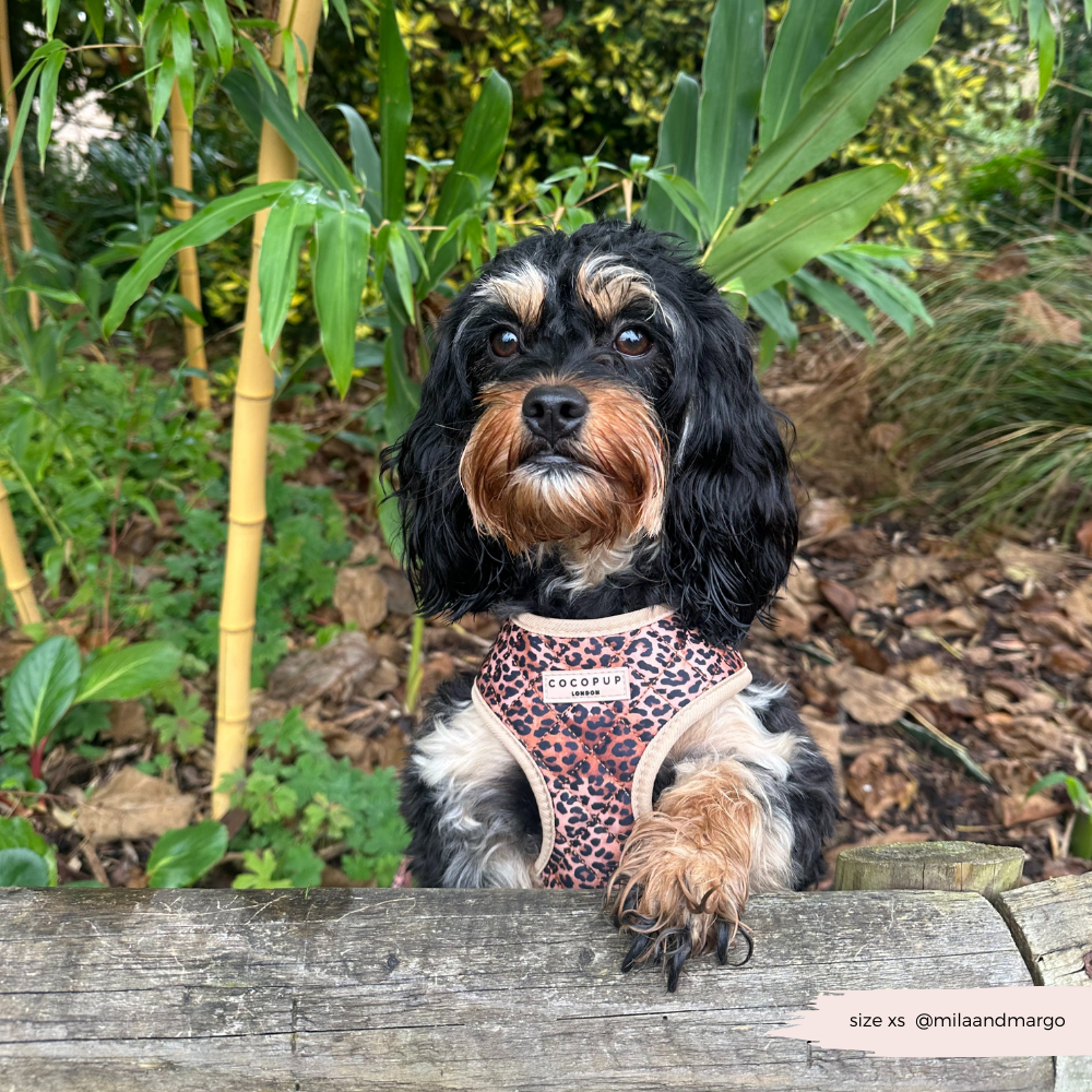 Quilted Leopard Pup Adjustable Neck Harness, Lead & Collar Bundle