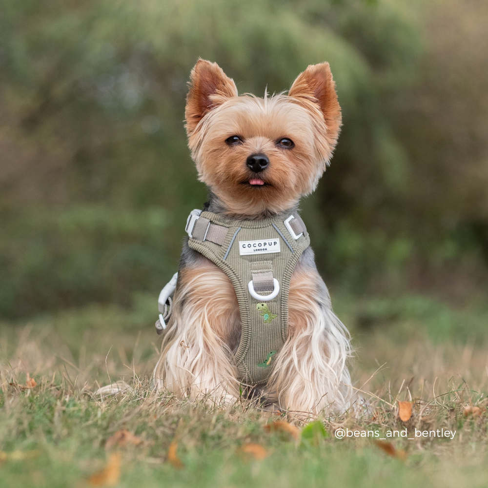 Explore Harness - Dino Doodles