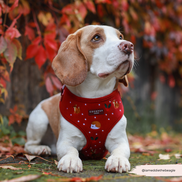 Holly Jolly Trails Adjustable Neck Harness, Lead & Collar Bundle