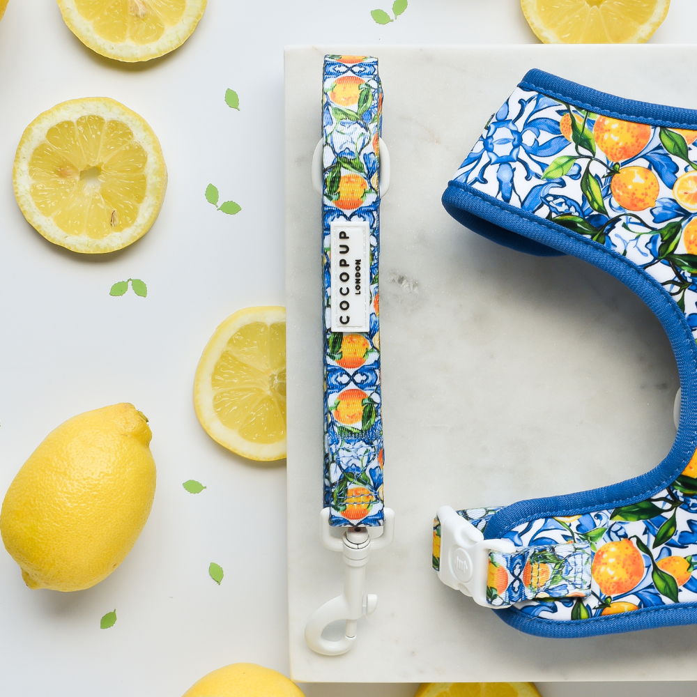Amalfi Lemon Adjustable Neck Harness, Lead & Collar Bundle