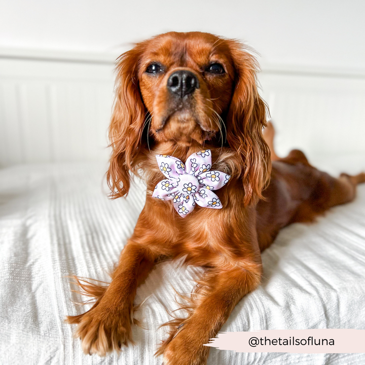 Daisy Gingham Rave Collar Flower