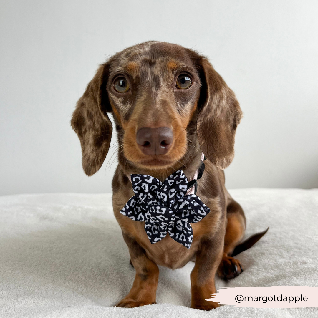 Black Leopard Collar Flower