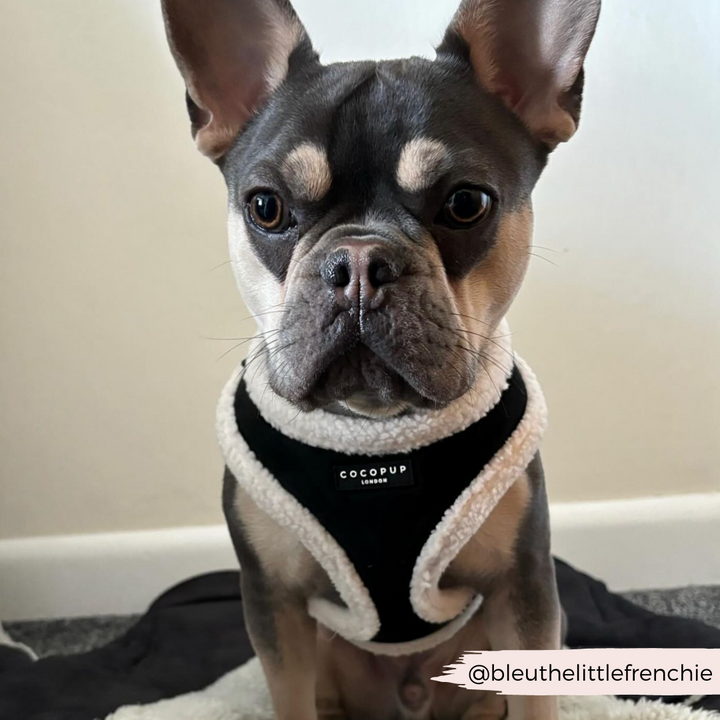 A French Bulldog, donning a Black Aviator Adjustable Neck Harness, part of the Lead & Collar Bundle by Cocopup London, sits attentively on a dark gray blanket. The dog's ears are perked up, and it has a focused expression. A text overlay at the bottom right corner reads "@bleuthelittlefrenchie".