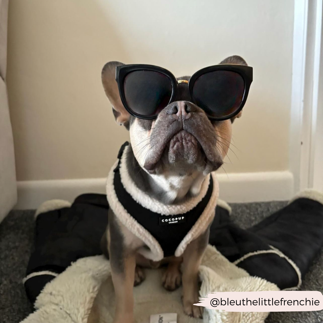 A small French Bulldog wearing large black sunglasses and a stylish black vest with white trim sits comfortably inside a cozy pet bed. The vest is branded "Cocopup London." The dog exudes a calm and relaxed demeanor, proudly showcasing an adjustable neck harness from the Black Aviator Adjustable Neck Harness, Lead & Collar Bundle by Cocopup London. The Instagram handle "@bleuthelittlefrenchie" is displayed at the bottom right.