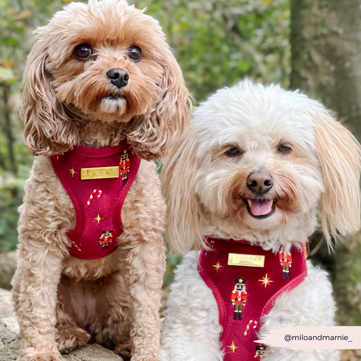 The Muttcracker Adjustable Neck Harness, Lead & Collar Bundle