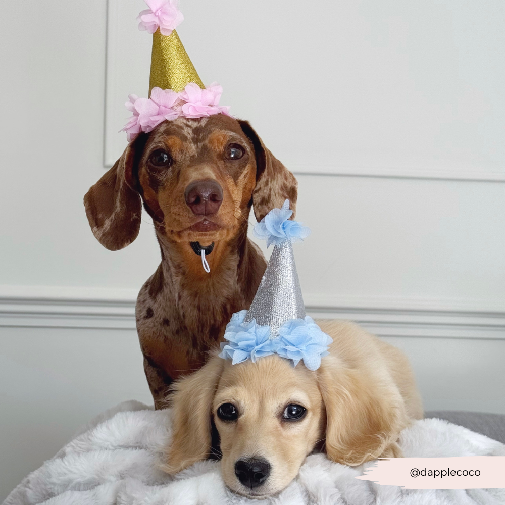 Dog Party Hat - Blue