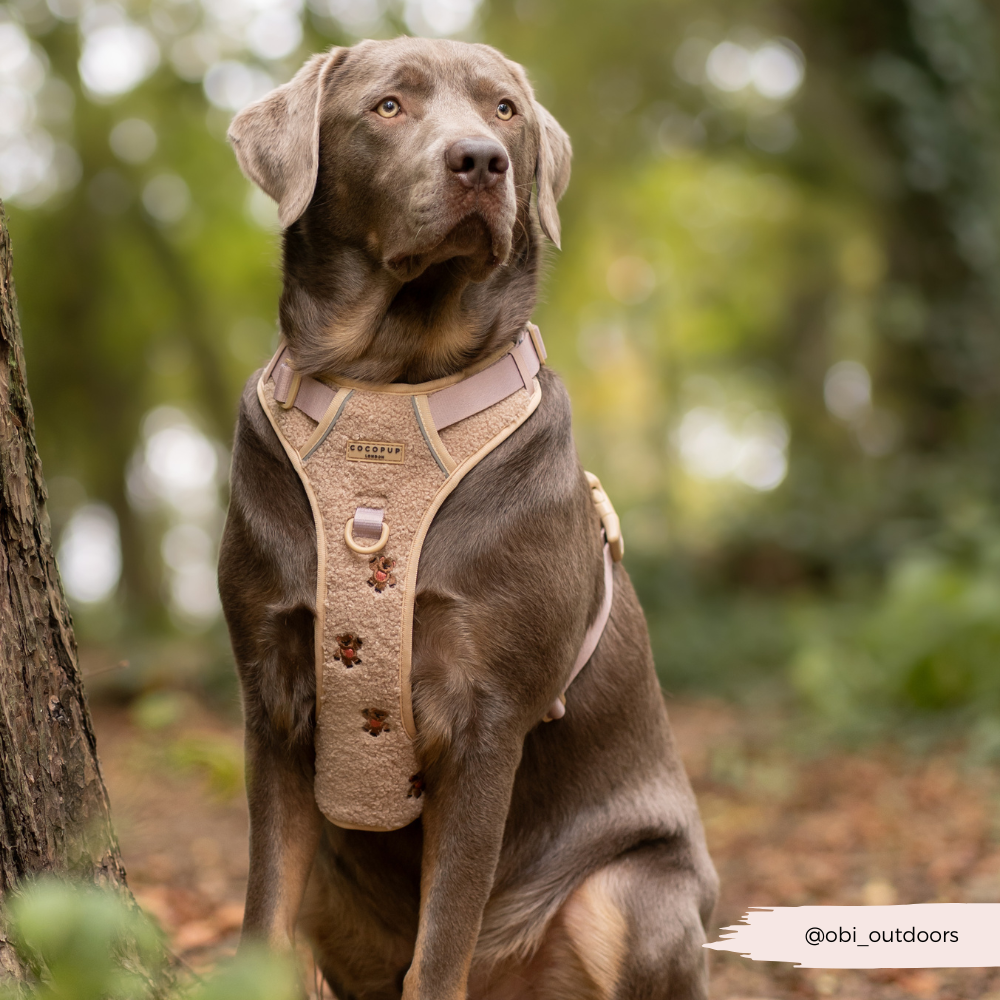 Explore Harness - Theo Embroidered Teddy