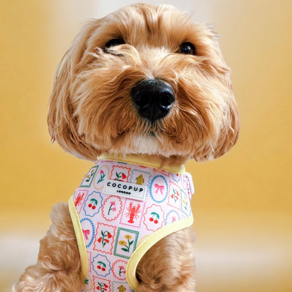 Dolce Vita Adjustable Neck Harness, Lead & Collar Bundle