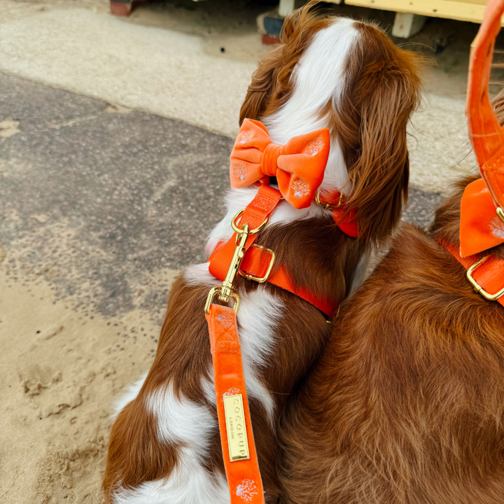 Luxe Velvet Bow Tie - Coral Core