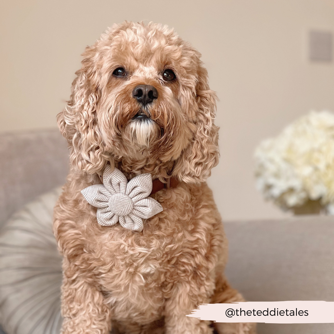 Brown Tweed Collar Flower