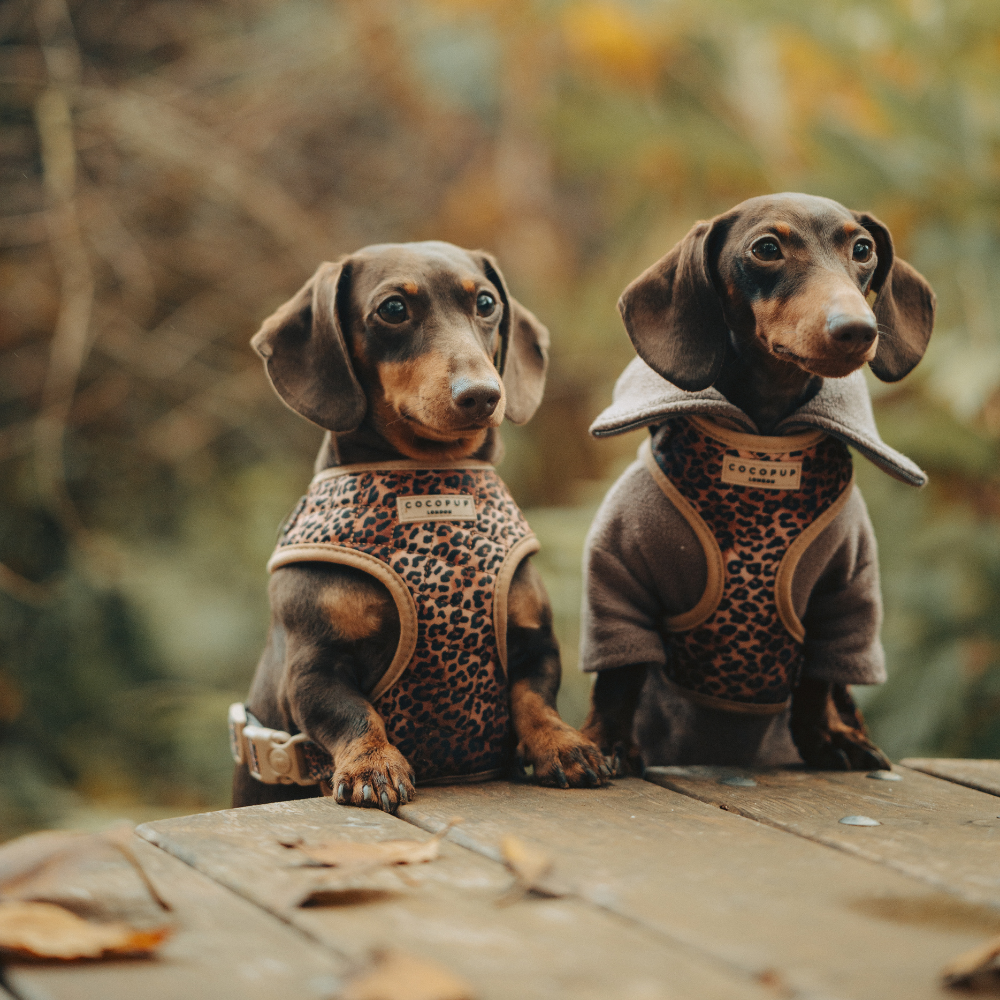 Quilted Leopard Pup Adjustable Neck Harness, Lead & Collar Bundle